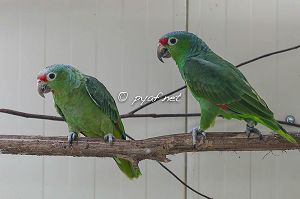 Amazona autumnalis salvini