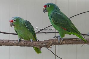 Amazona autumnalis salvini