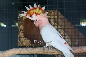 Cacatua leadbeateri