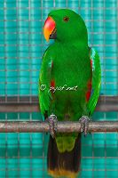 Eclectus roratus macgillivrayi