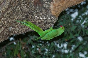 Psittacula Krameri