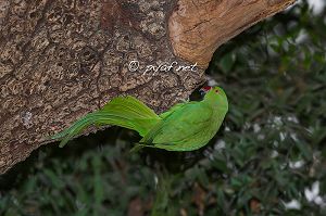 Psittacula Krameri