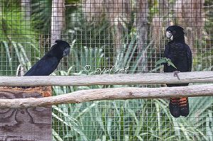 Calyptorhynchus banksii