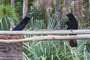 Calyptorhynchus banksii