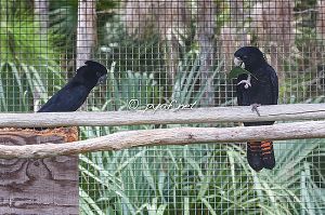 Calyptorhynchus banksii