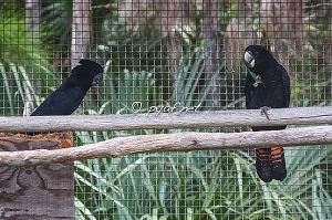 Calyptorhynchus banksii