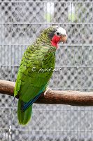 Amazona leucocephala