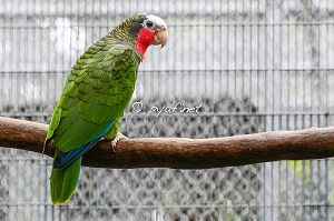 Amazona leucocephala