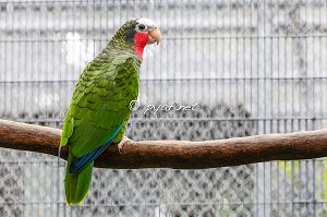 Amazona leucocephala