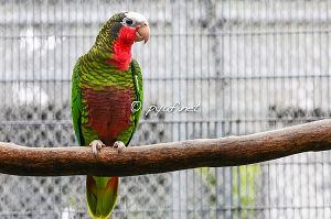 Amazona leucocephala