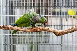 Amazona vinacea