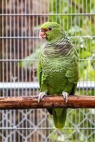 Amazona vinacea