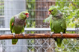 Amazona vinacea