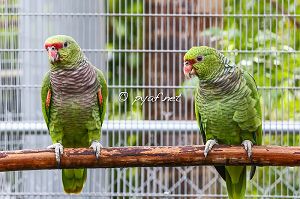 Amazona vinacea