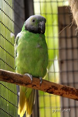 Psittacula calthropae