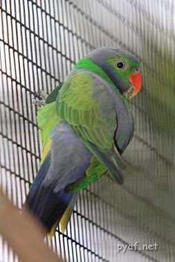 Psittacula calthropae