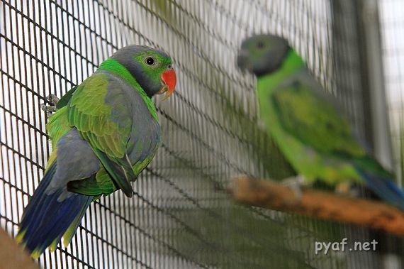 Psittacula calthropae