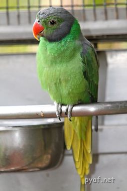 Psittacula calthropae