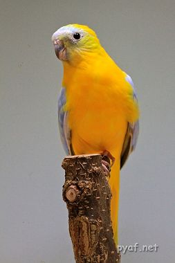 Neophema pulchella