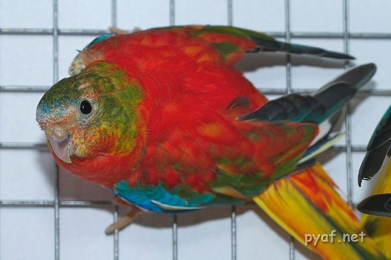 Neophema pulchella